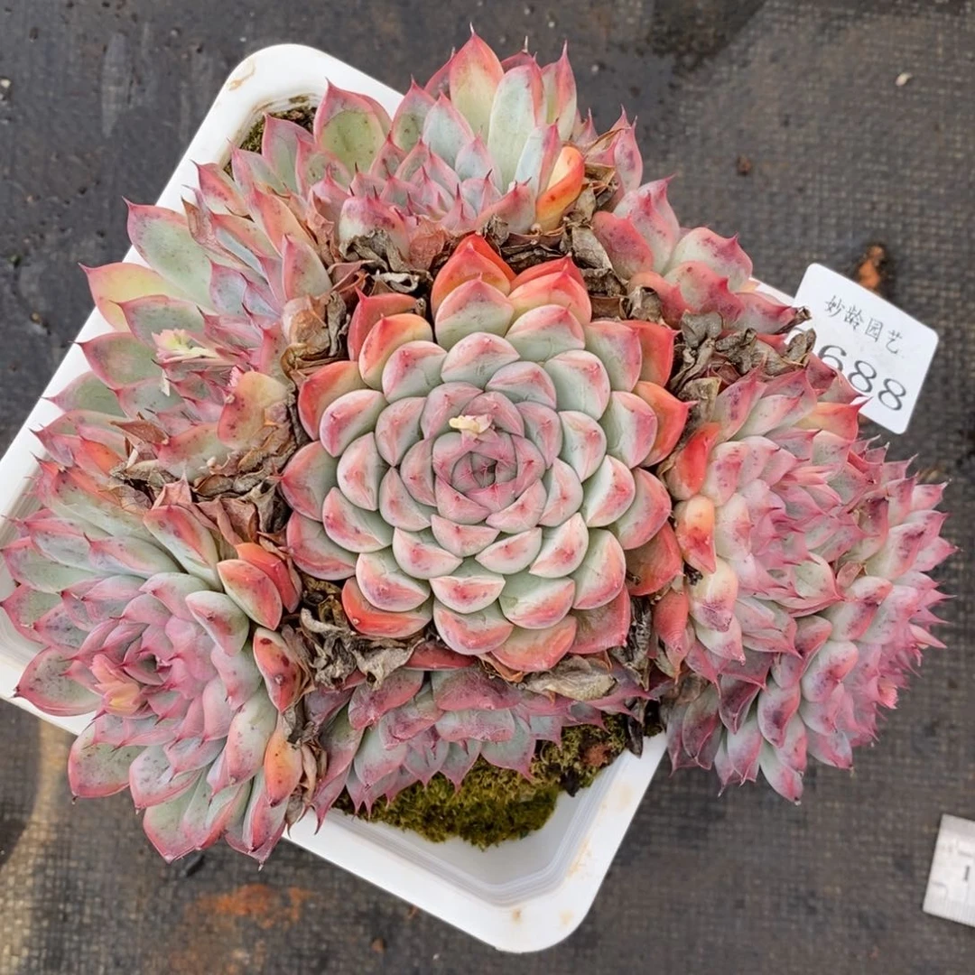 7688杂交多肉老桩