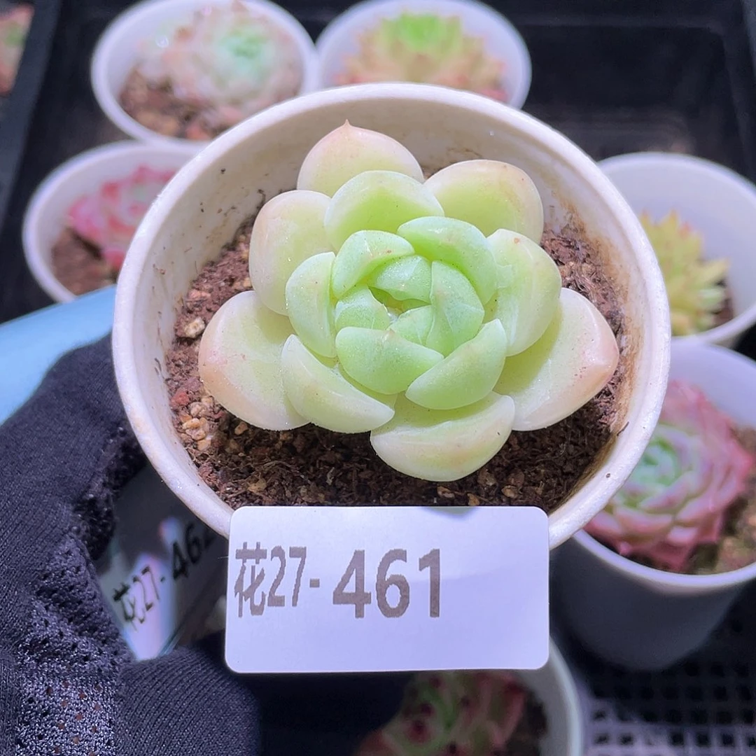 花利美27-461新品