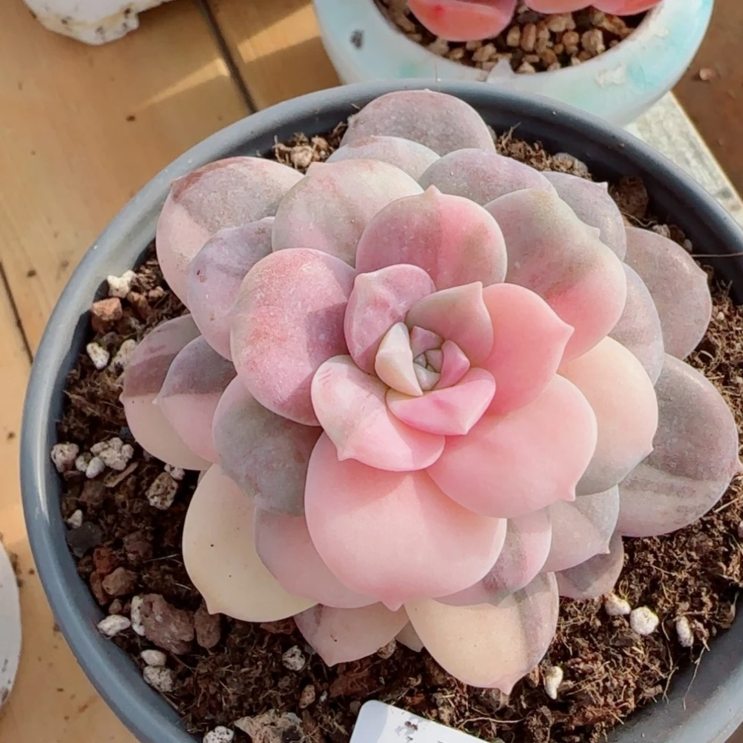 D***比华丽风车，8343多肉植物