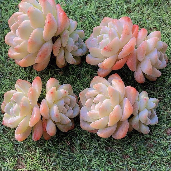 一物一拍，大福利4颗冰玉