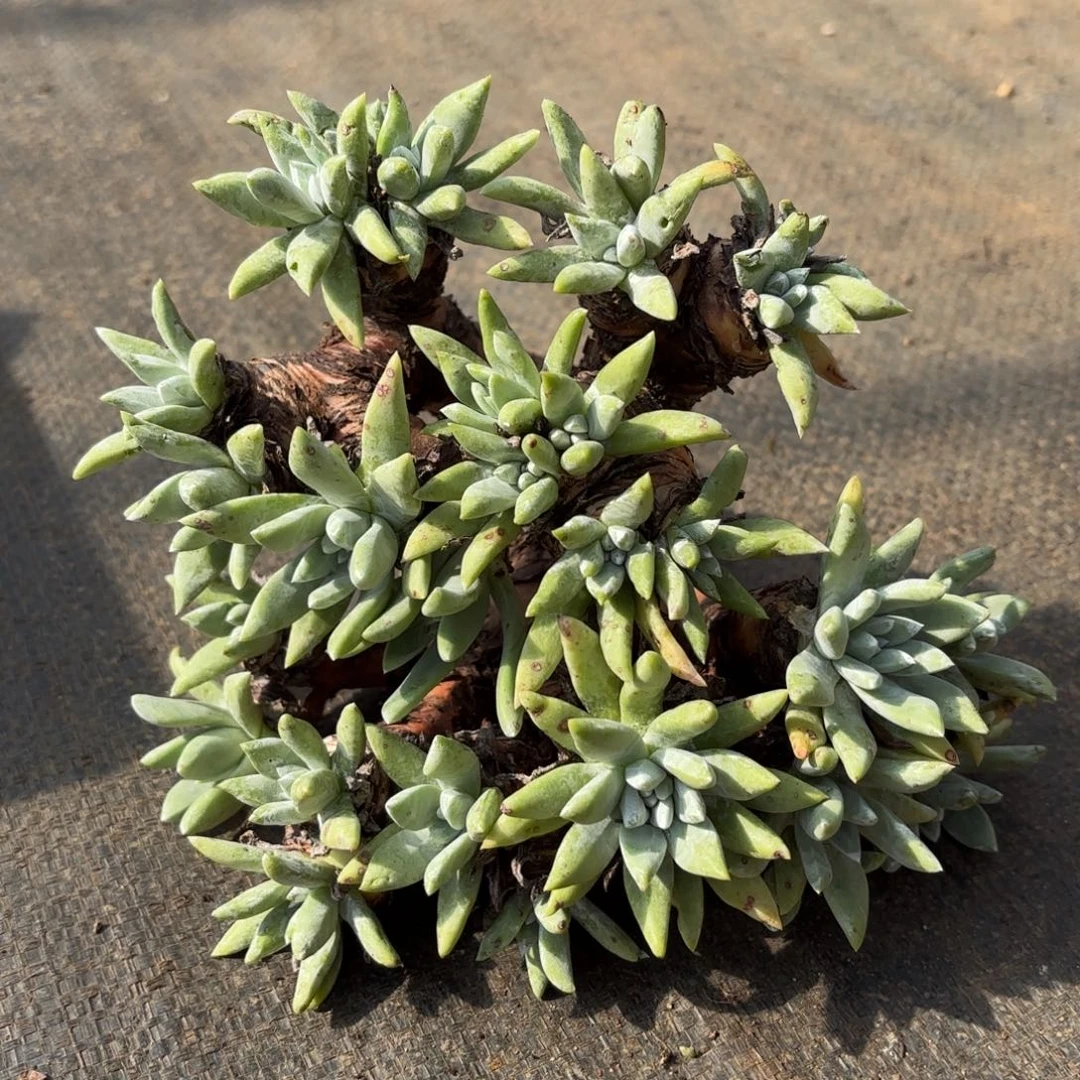 法瑞杂拇指，仙女杯多肉