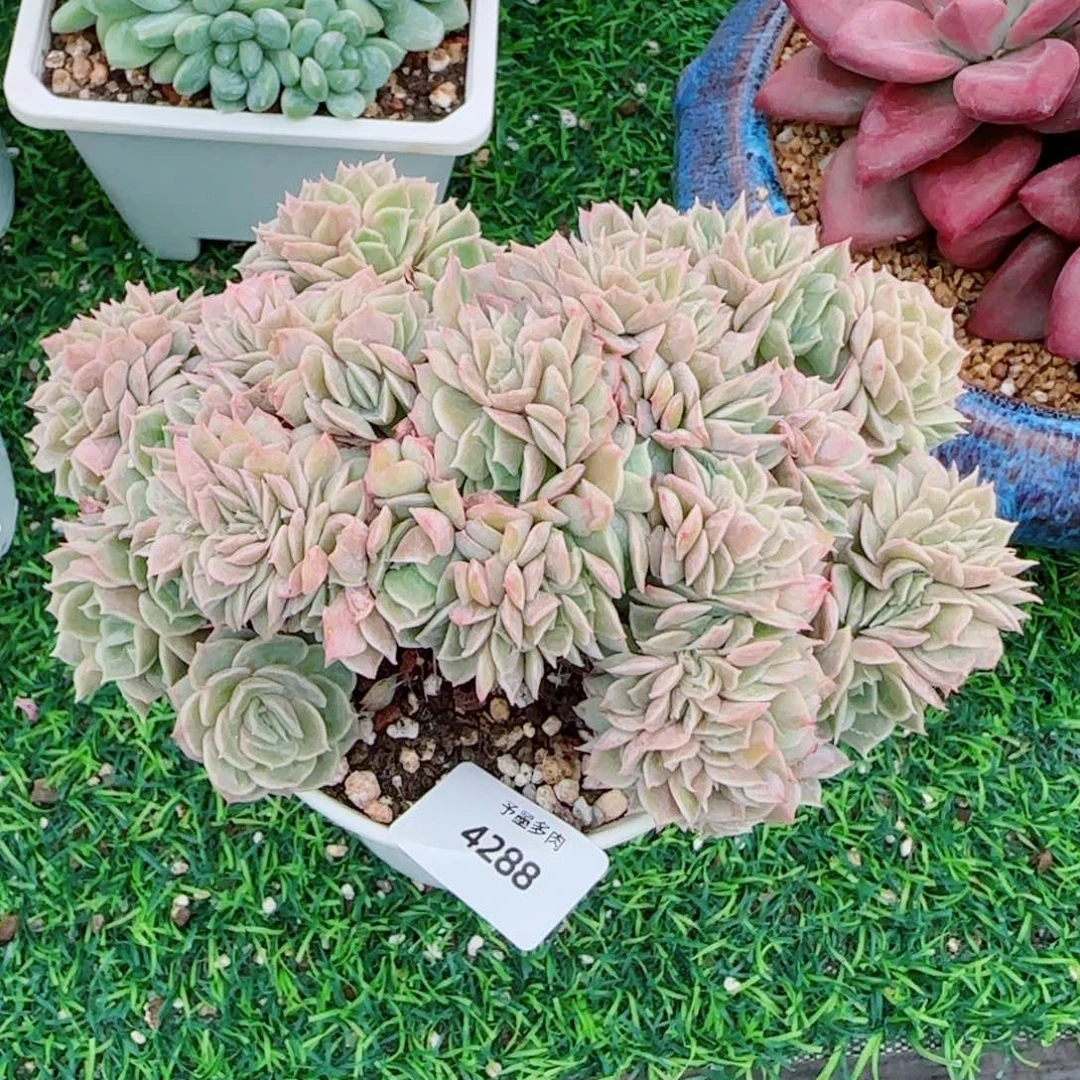 昂缀，4288多肉植物