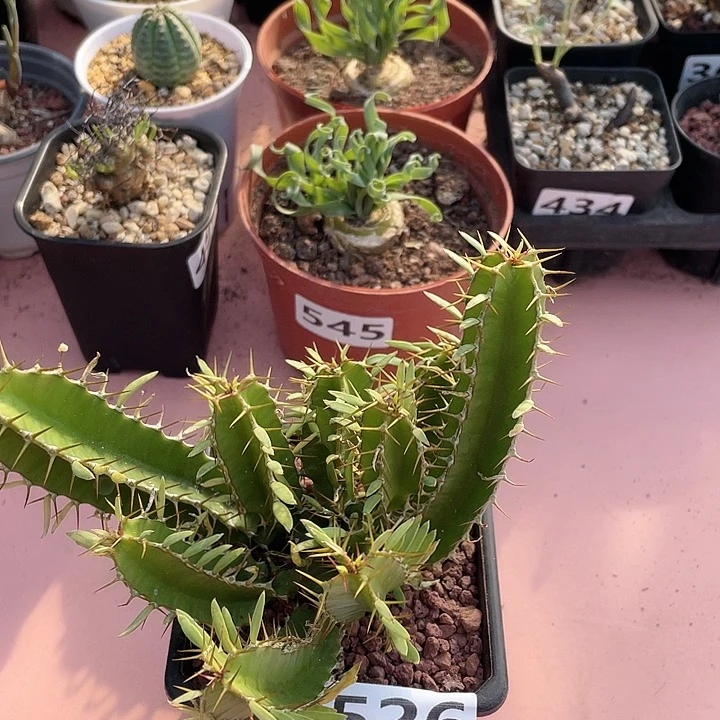 526实生火山大戟块根