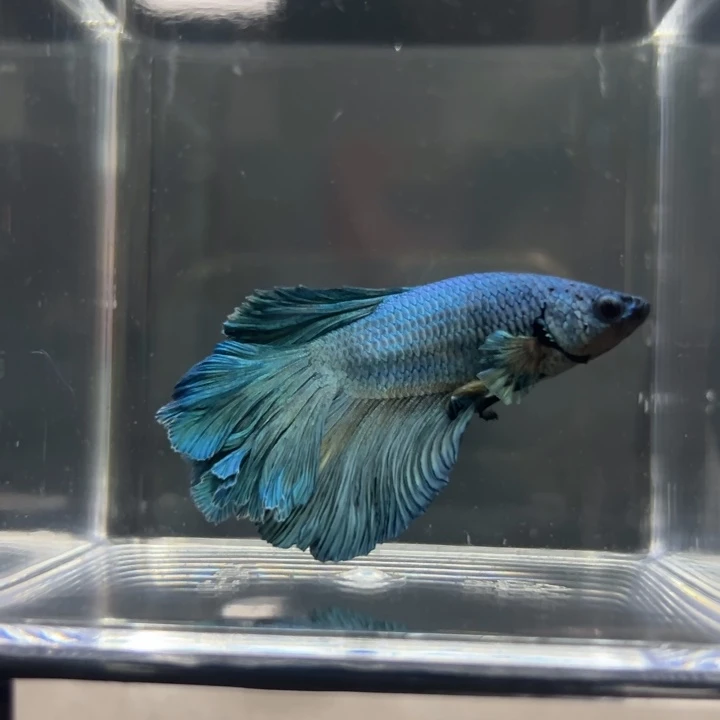 斗鱼蓝色绣球尾巴213