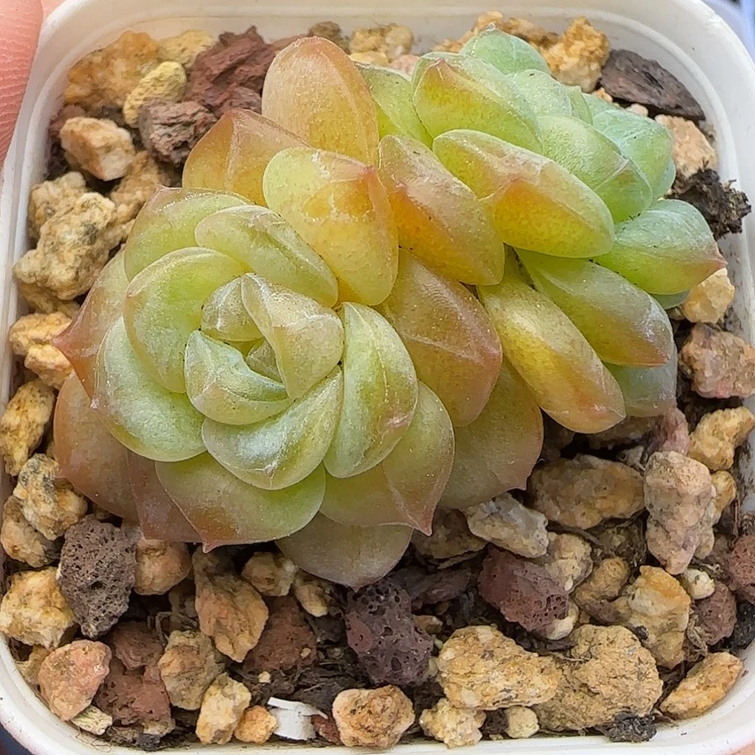 478 【满29包邮非偏远】