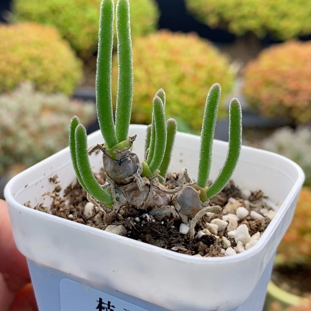 美***。628碧光环 。