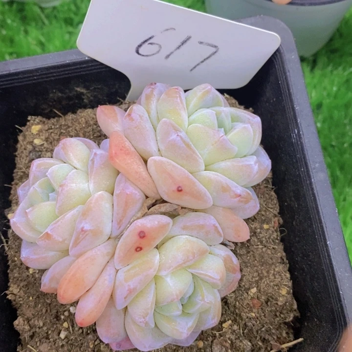 多肉植物，开心多肉