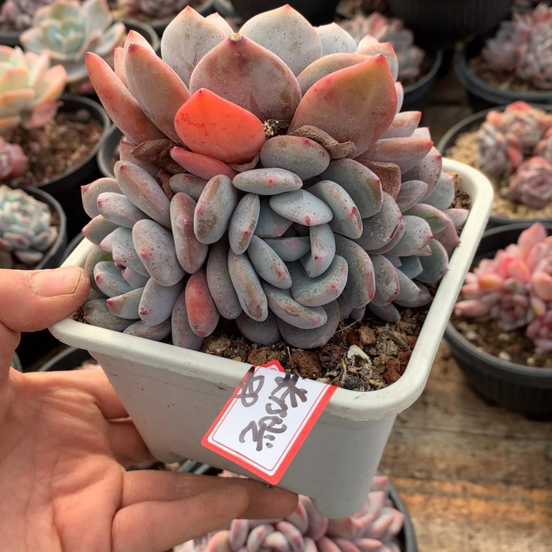 一米阳光哈哈哈哈哈哈哈哈哈