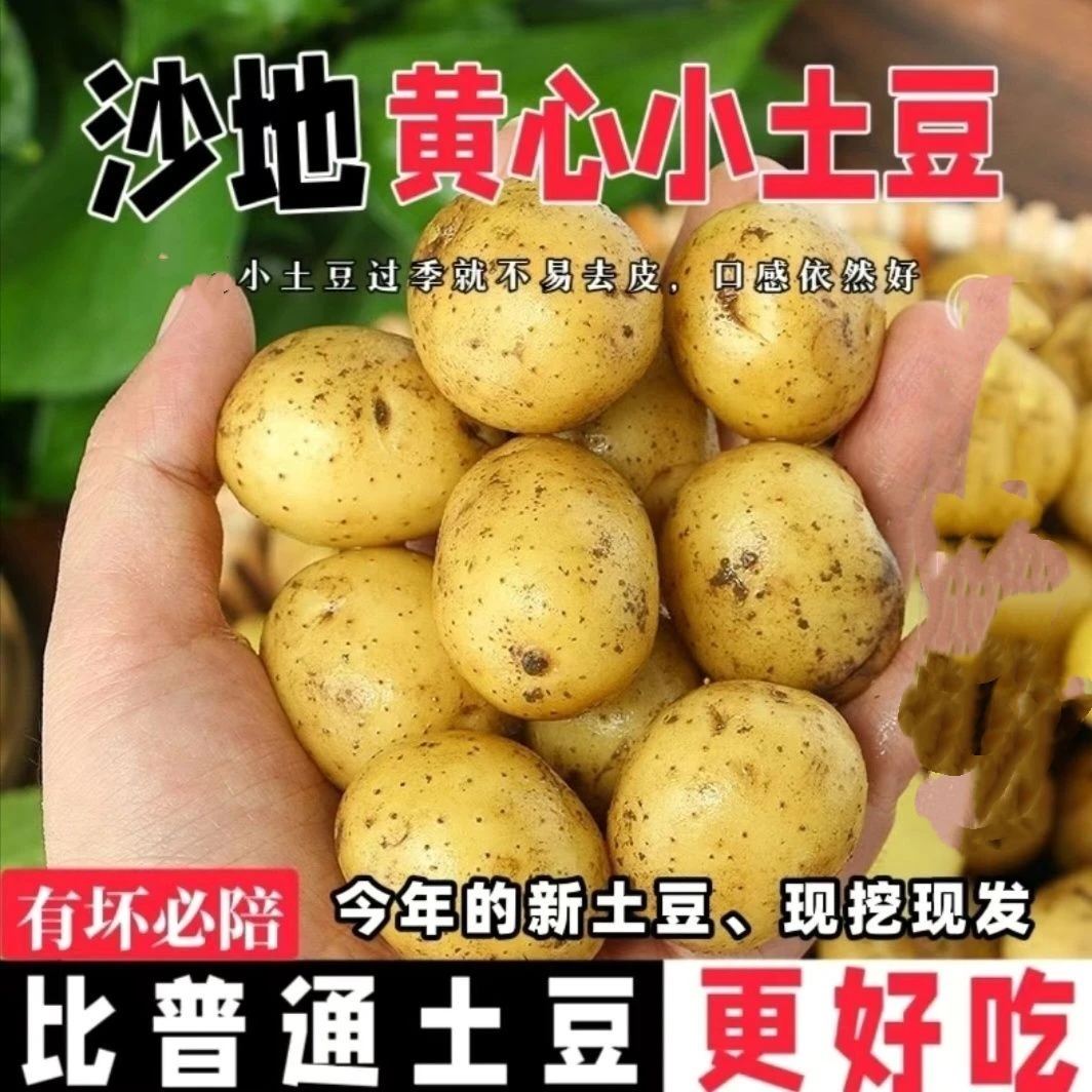 现挖沙地黄皮中小土豆沙面细腻当季新鲜蔬菜马铃薯洋芋