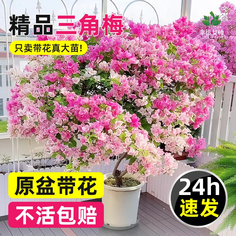 特级绿樱开花三角梅漳红樱爬藤老桩带花耐寒绿植好养活庭院花卉