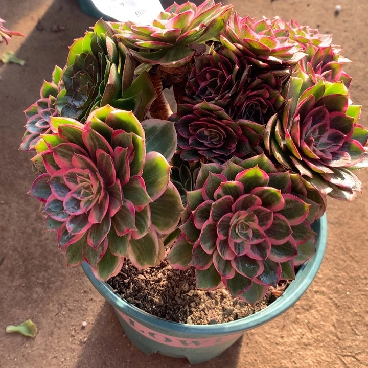 257莲花座多肉植物特价