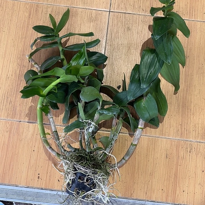 完全开放大花羚羊65