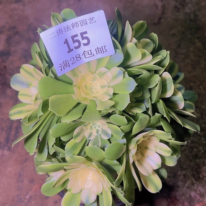 155辛尼亚多肉植物老桩