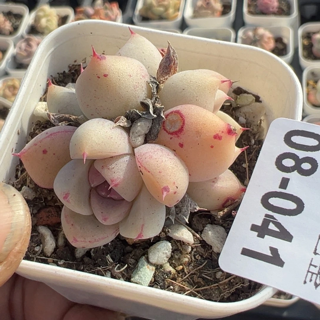 小卡拉米糖心一物一拍8-41