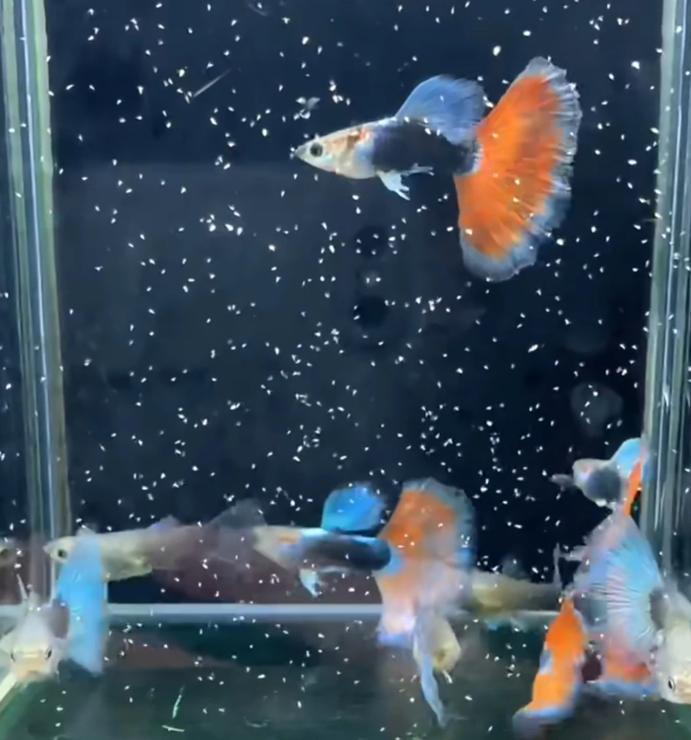 纯公跑红德系蓝礼服孔雀鱼热带观赏鱼淡水小型鱼