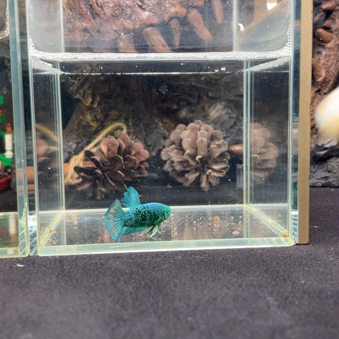 斗鱼十二月二十九日竞价