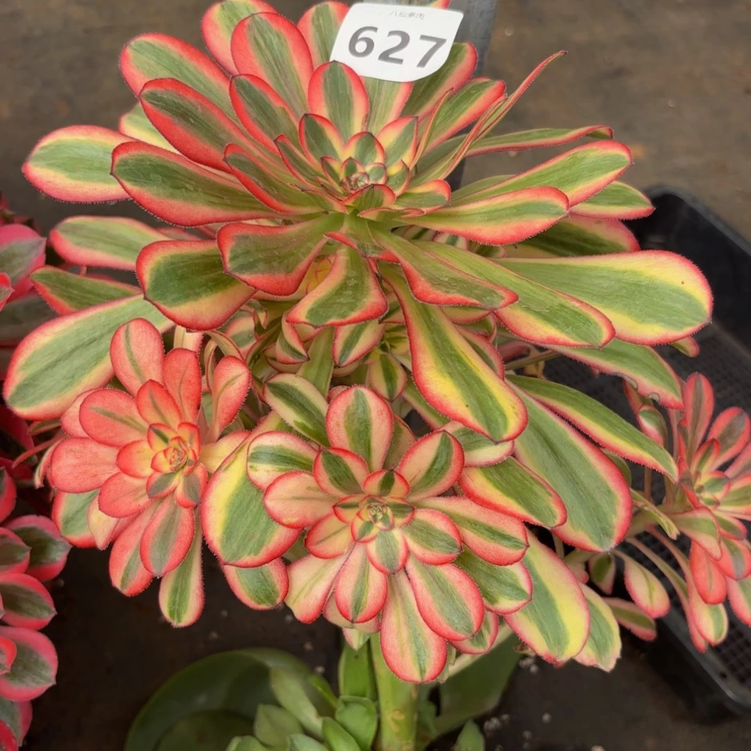 627多肉植物初见无根