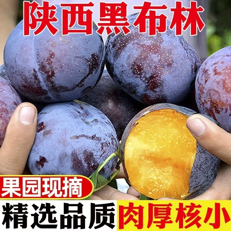 陕西现摘黑布林李子新鲜脆甜当季水果软硬两吃黑布朗