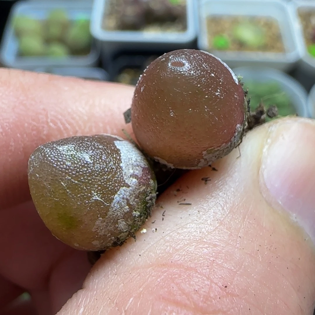 哈默灯泡1+多肉植物