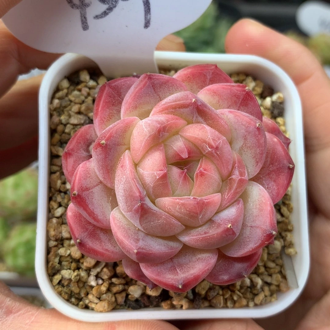 粉油透暗纹美心单头4529