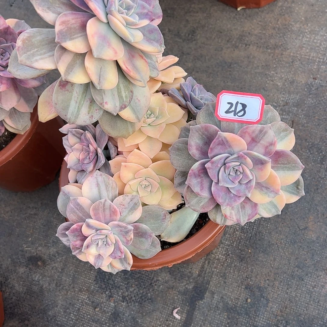 218号紫乐锦，一物一拍