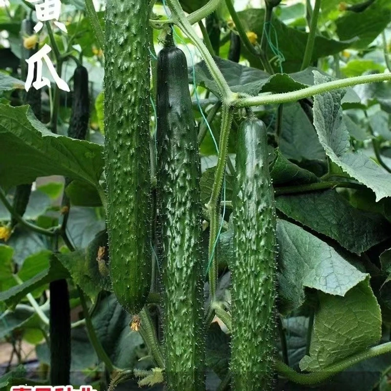 优质黄瓜苗带刺黄瓜苗水果黄瓜苗旱黄瓜苗奶油黄瓜苗四季种植蔬菜