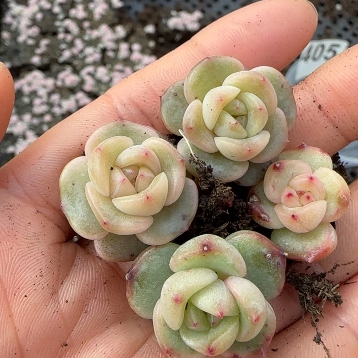 405号订繁珍妮一盒