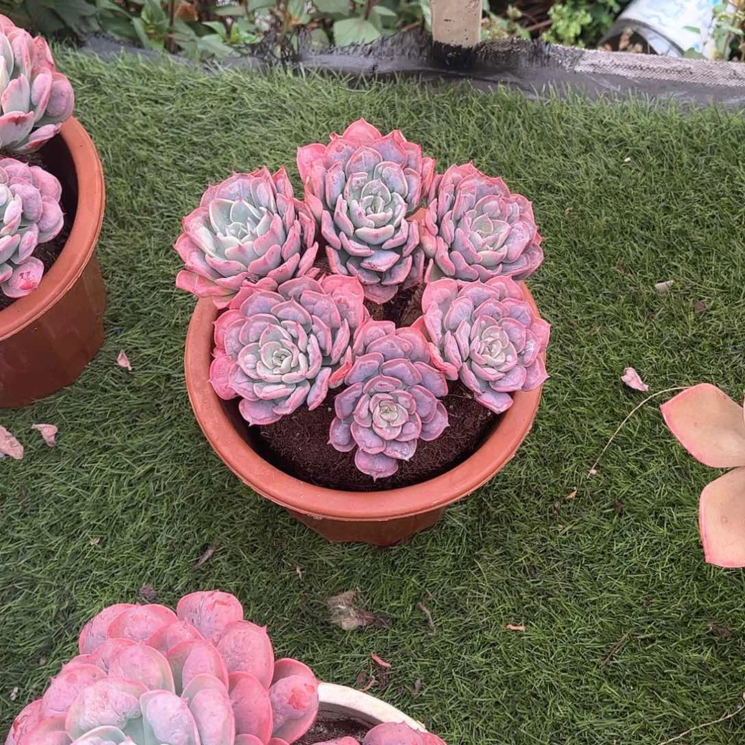 s*.雨滴多肉植物保护8