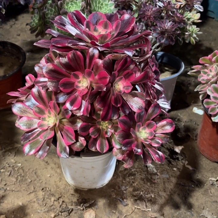 多肉植物法师凤冠36