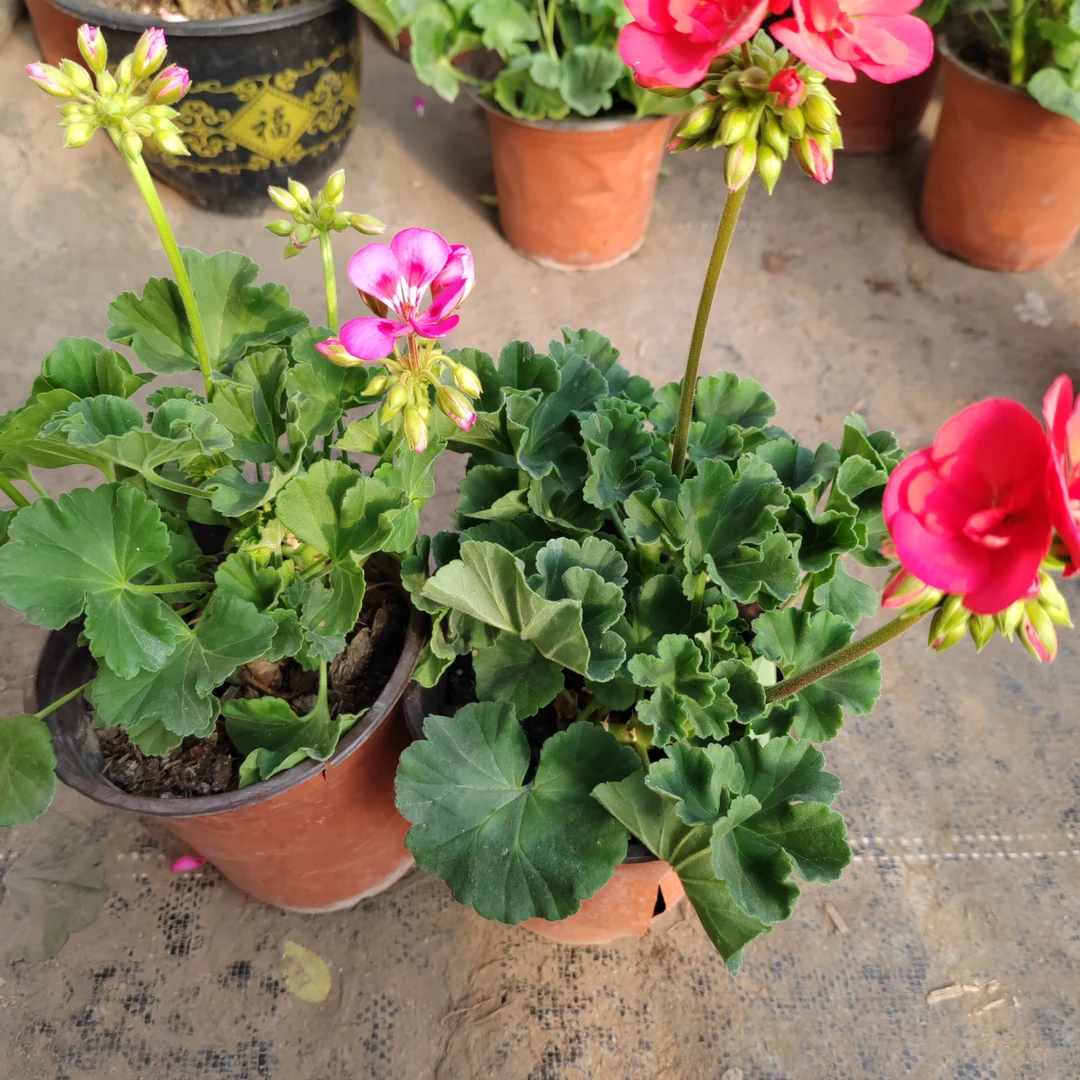 天竺葵两盆包邮到家