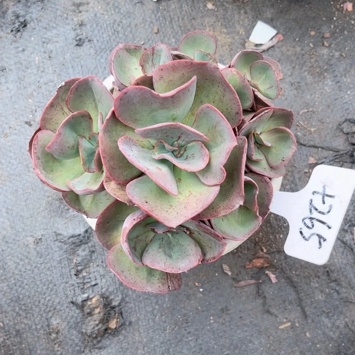 晨语多肉一物一拍十265