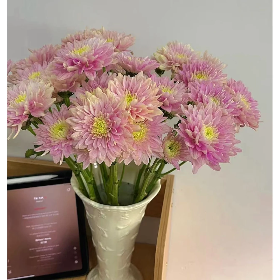 【神仙小菊】云南优选鲜切花昆明基地直发家用插花节日