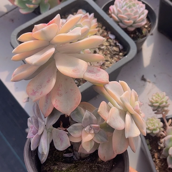 紫乐锦0602多肉植物