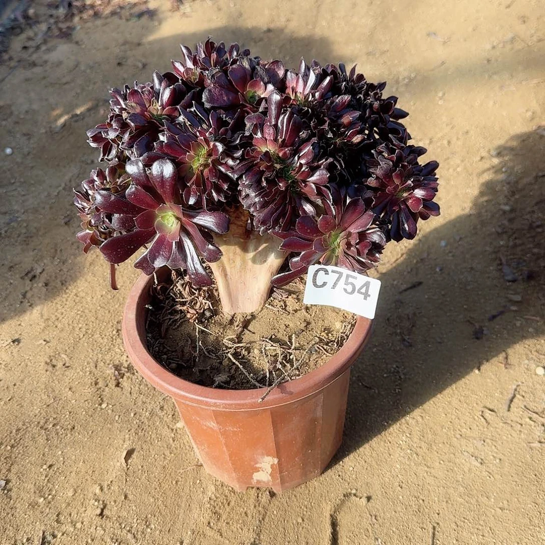 754欧紫一颗呀呀