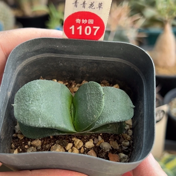 卧牛一棵仙人球3687