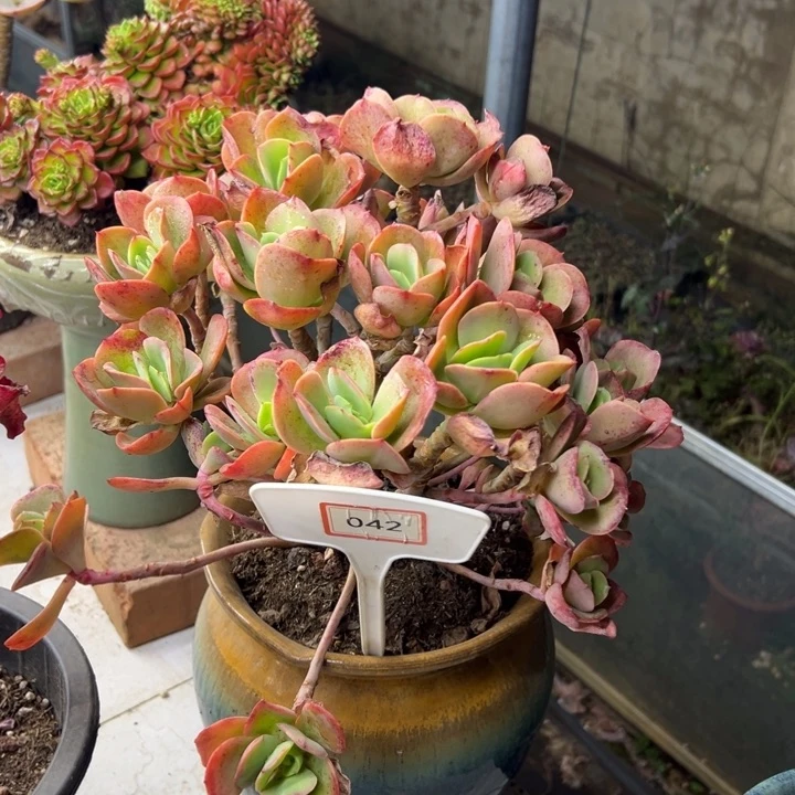 晗***可火炎玫瑰多肉042