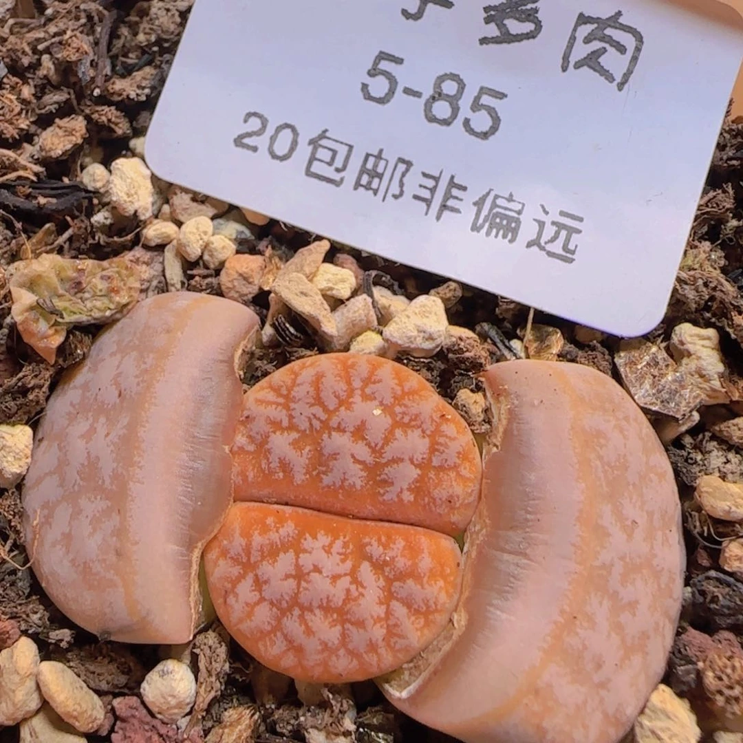 拿铁 带盆土发货。