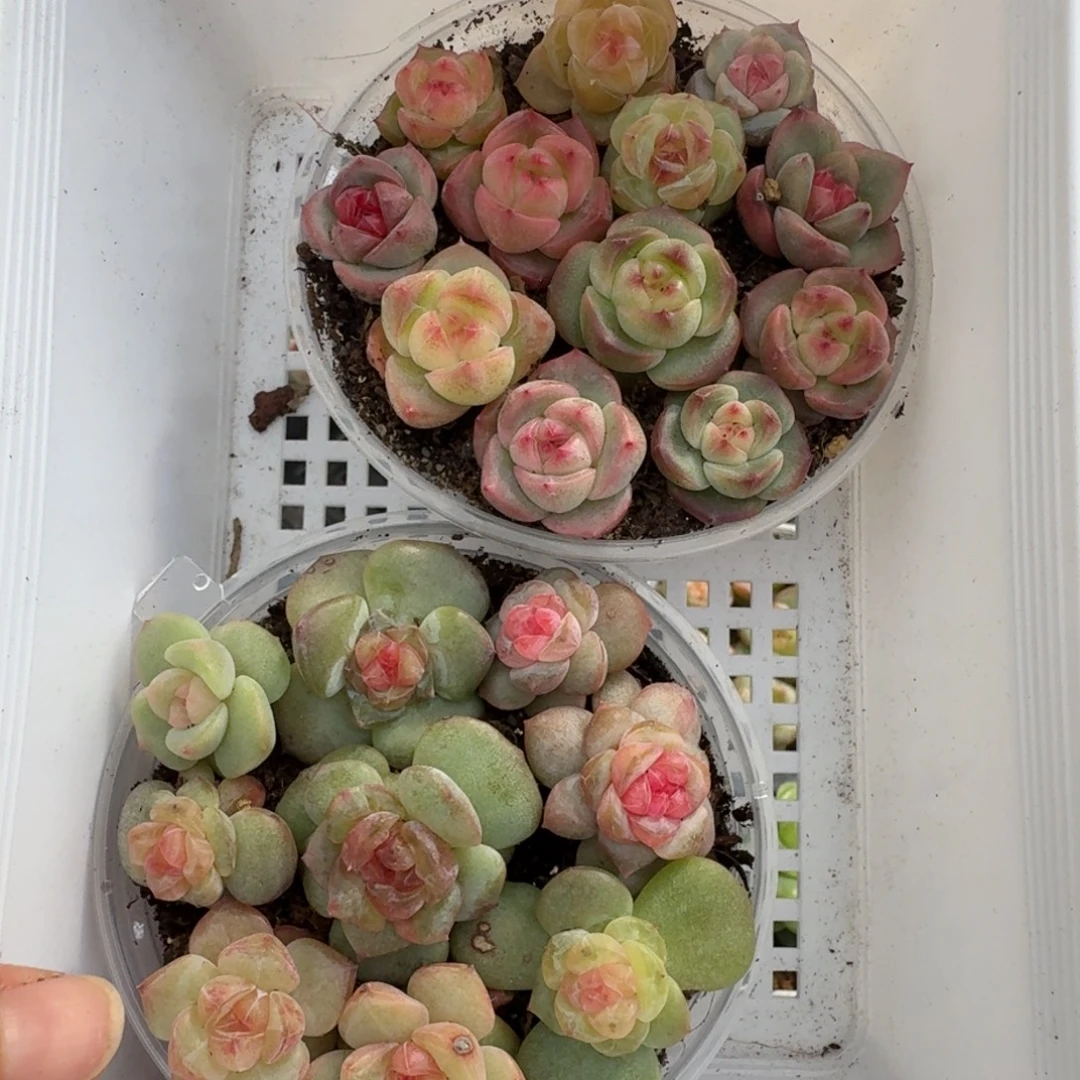 一物一拍一物一拍1030-71