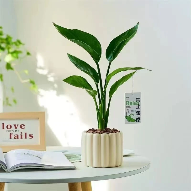 天堂鸟盆栽室内绿植好养净化空气招财植物花卉