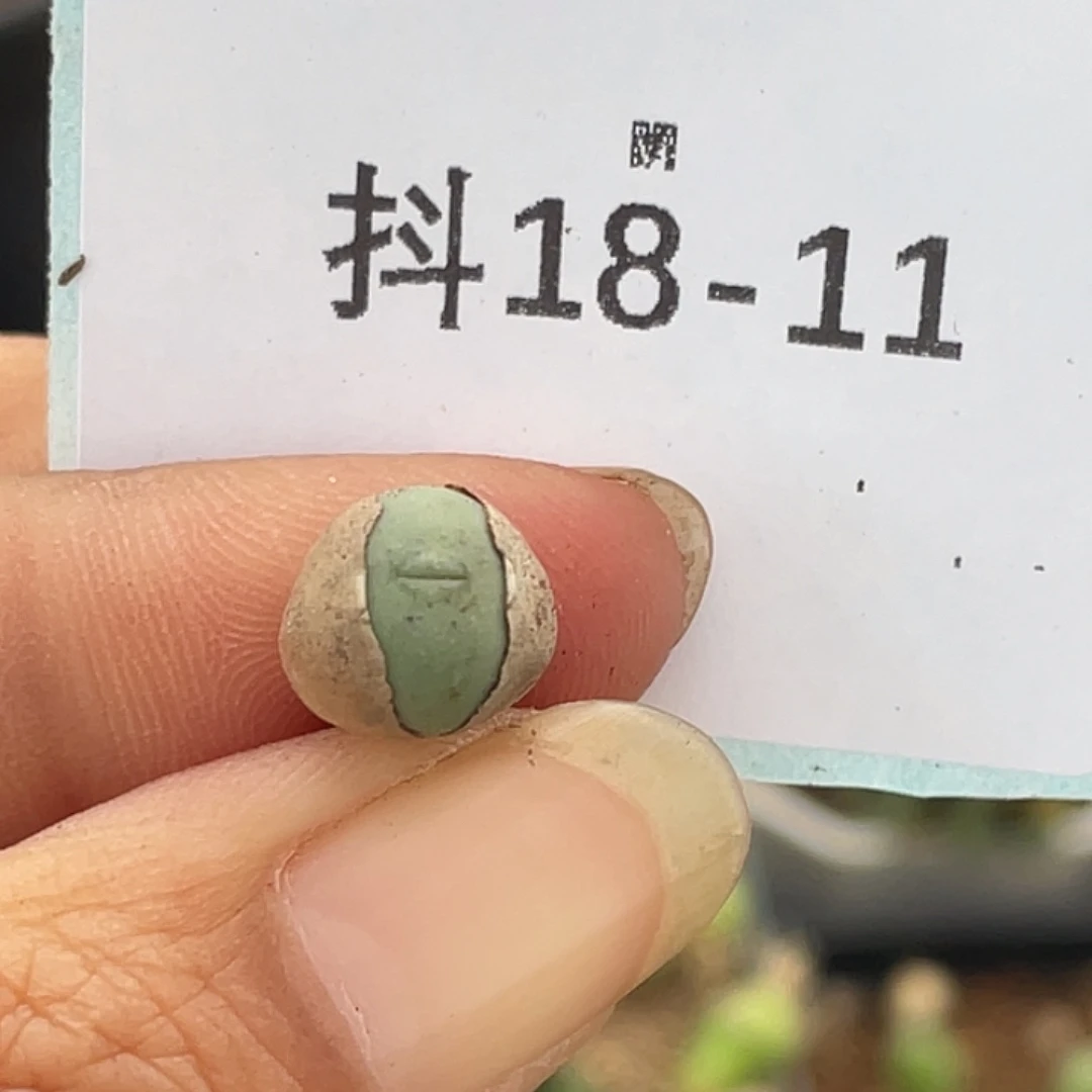 水***冻18-11肉锥多肉植物
