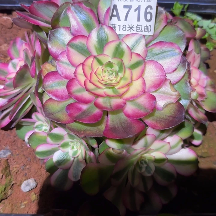 多肉法师倾城朵朵