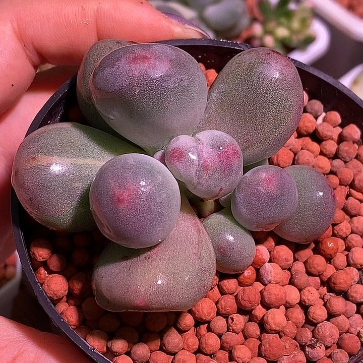 米可奶酪锦多肉植物