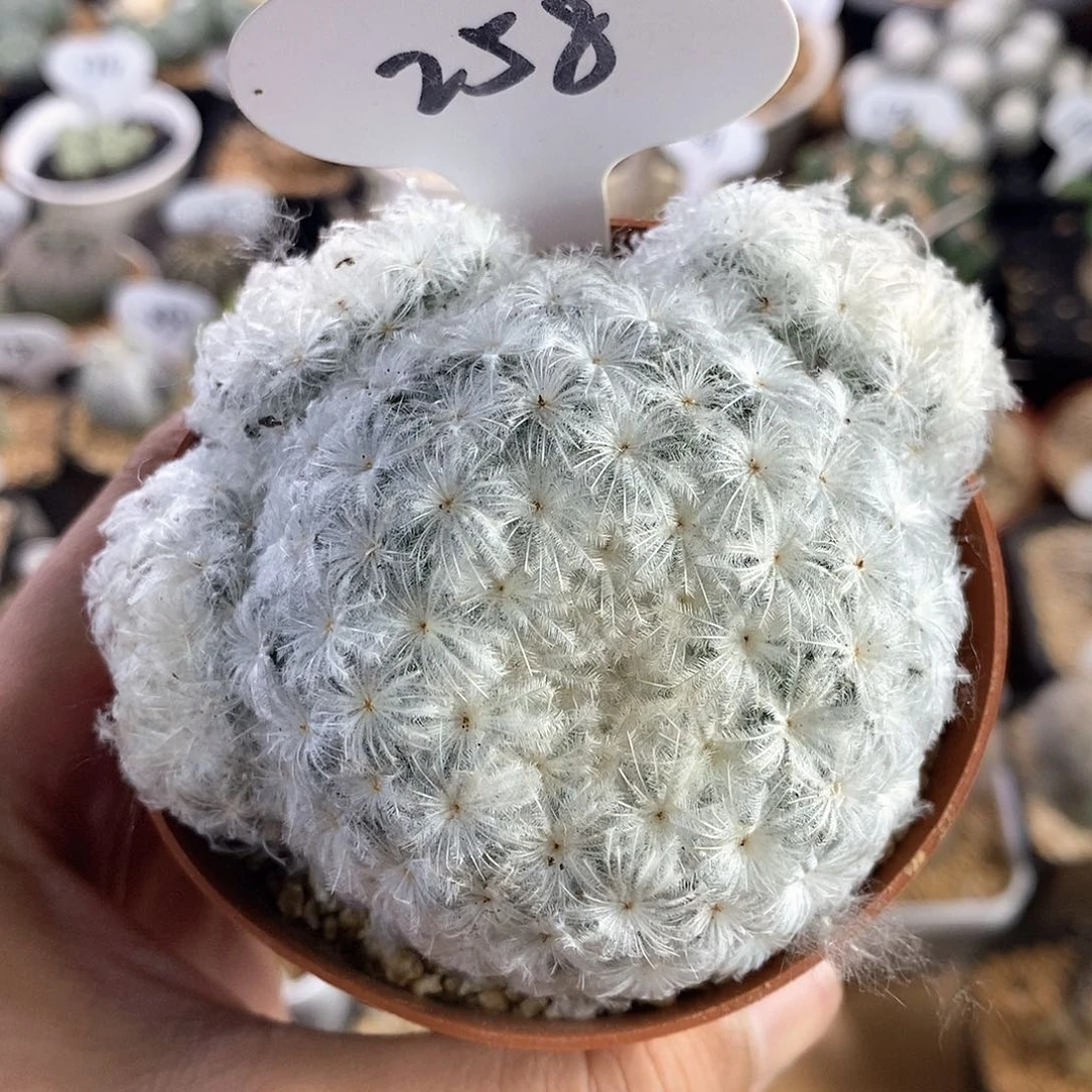 蚊*专拍258号群生白星