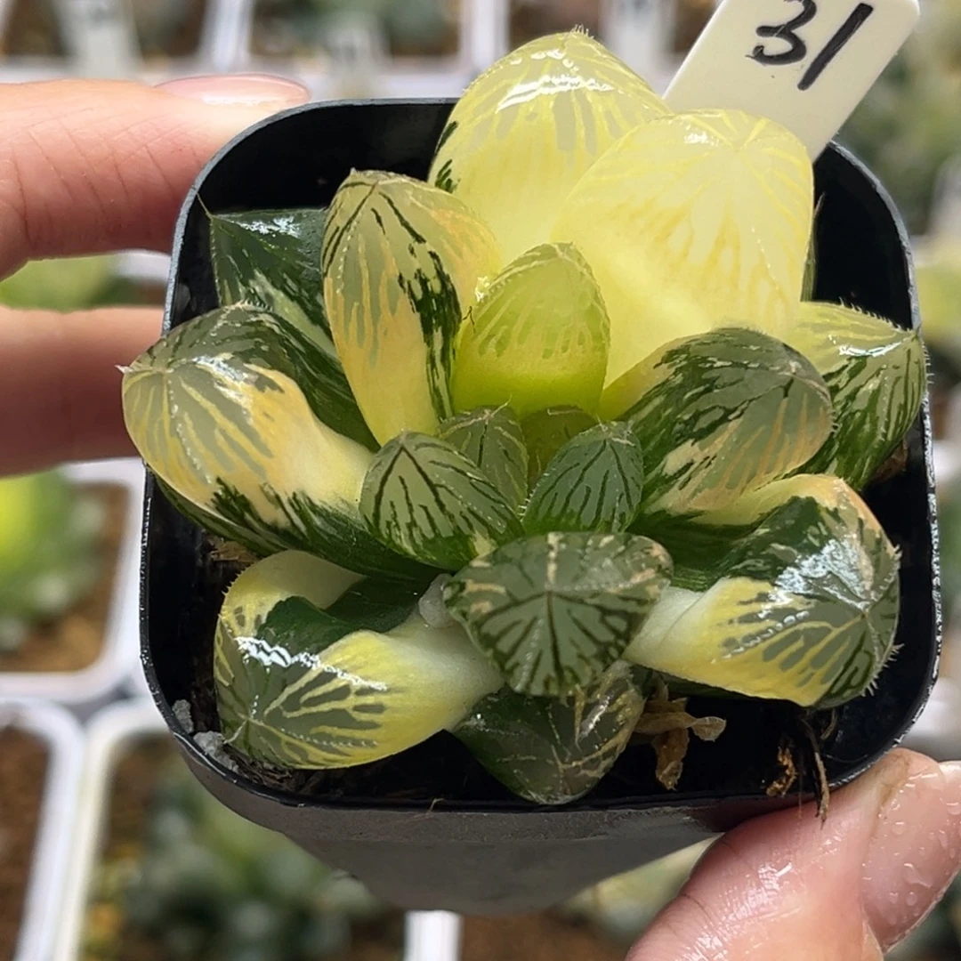 31巨大胭脂玉露锦福利专场