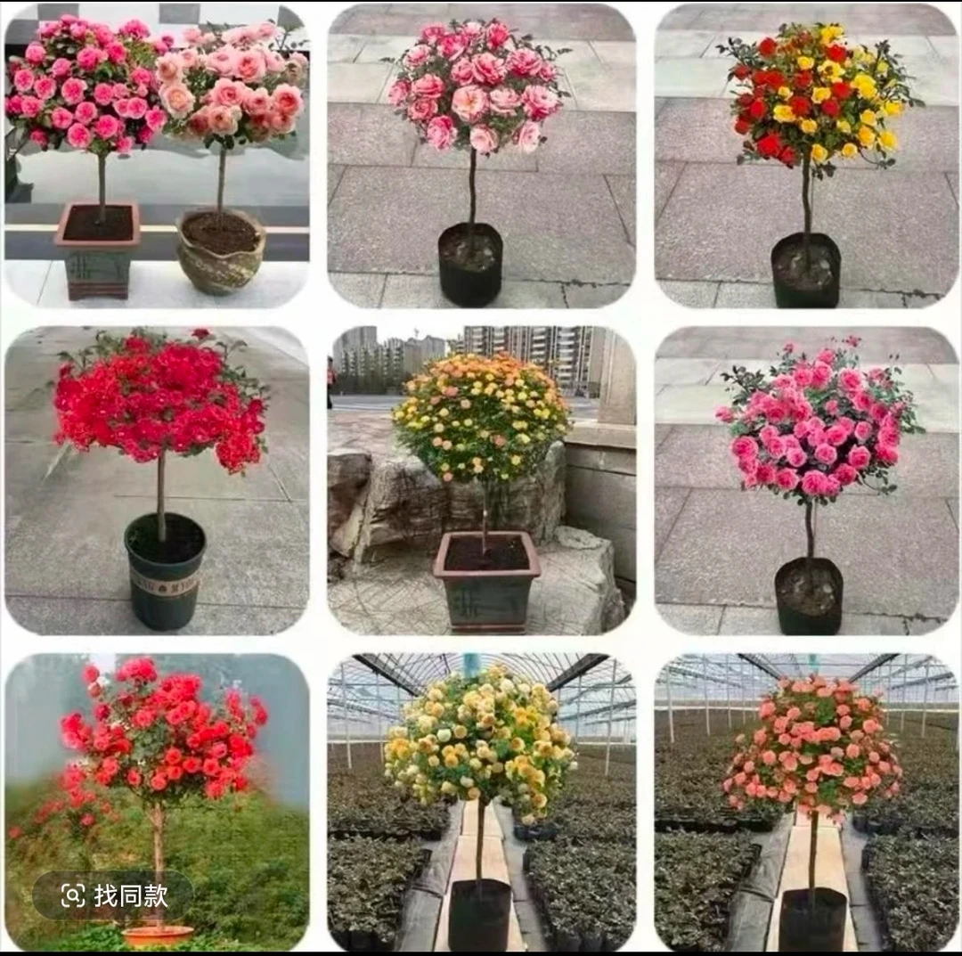 多色树桩月季【四季开花】棒棒糖月季大花浓香盆栽庭院阳台好养活