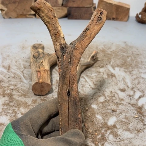 大果紫檀（缅甸花梨）茶**候