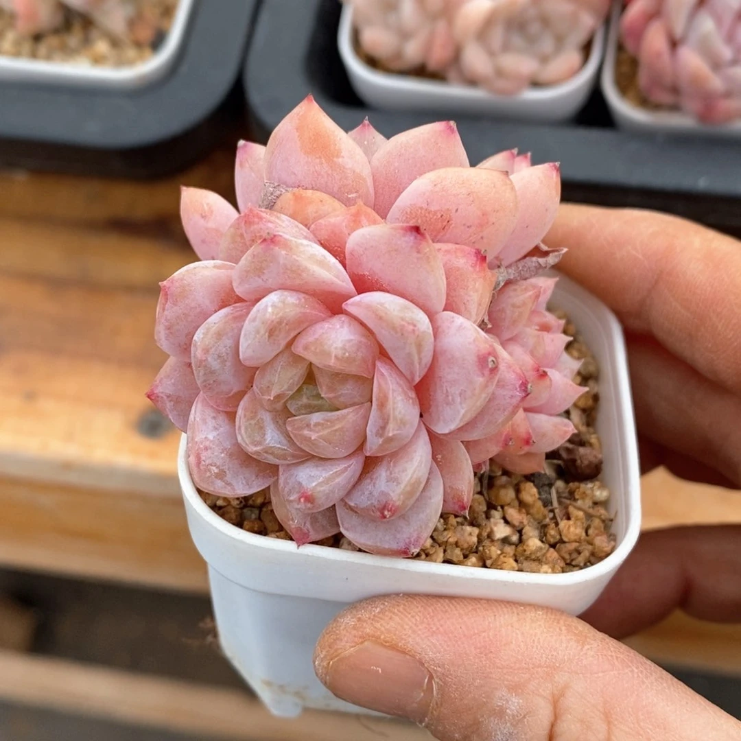 精品多肉一物一拍不包整90