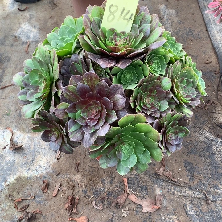 814花月夜多肉一物一拍～