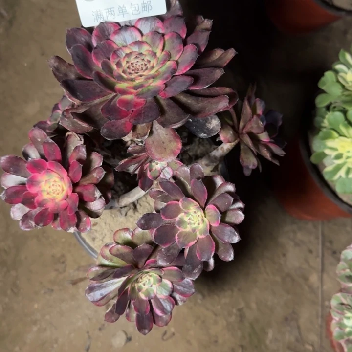 8820烟花多肉植物