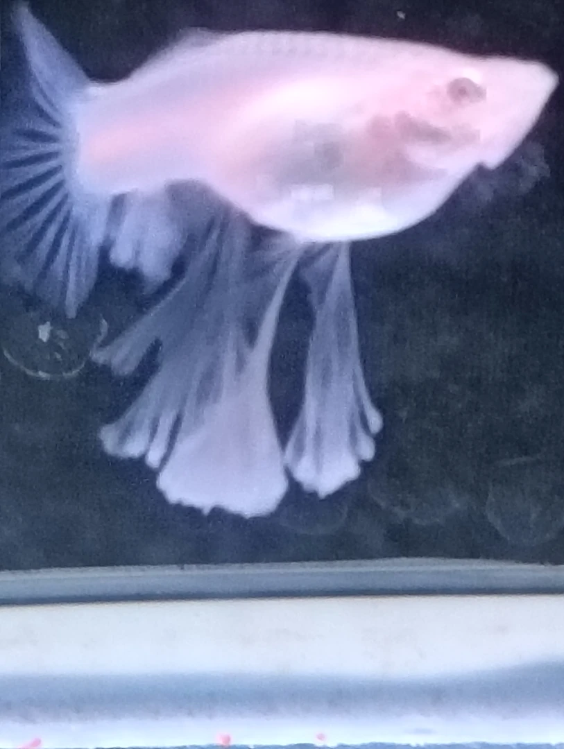 自己家饲养的蓝白绣球鱼龄三个月喜欢的下单